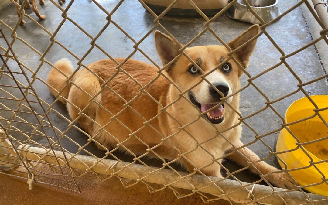 Our Nation’s Animal Shelters are in Crisis