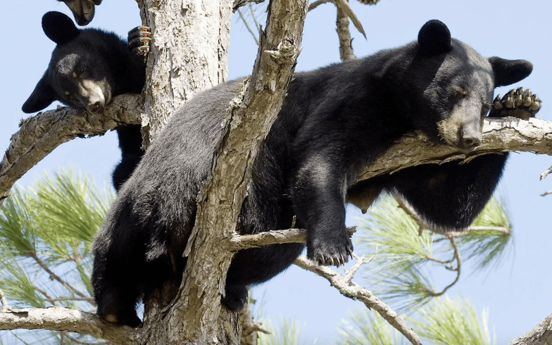 Alaqua Animal Refuge Looks to Help Protect Black Bears, Educate Public with New Sanctuary