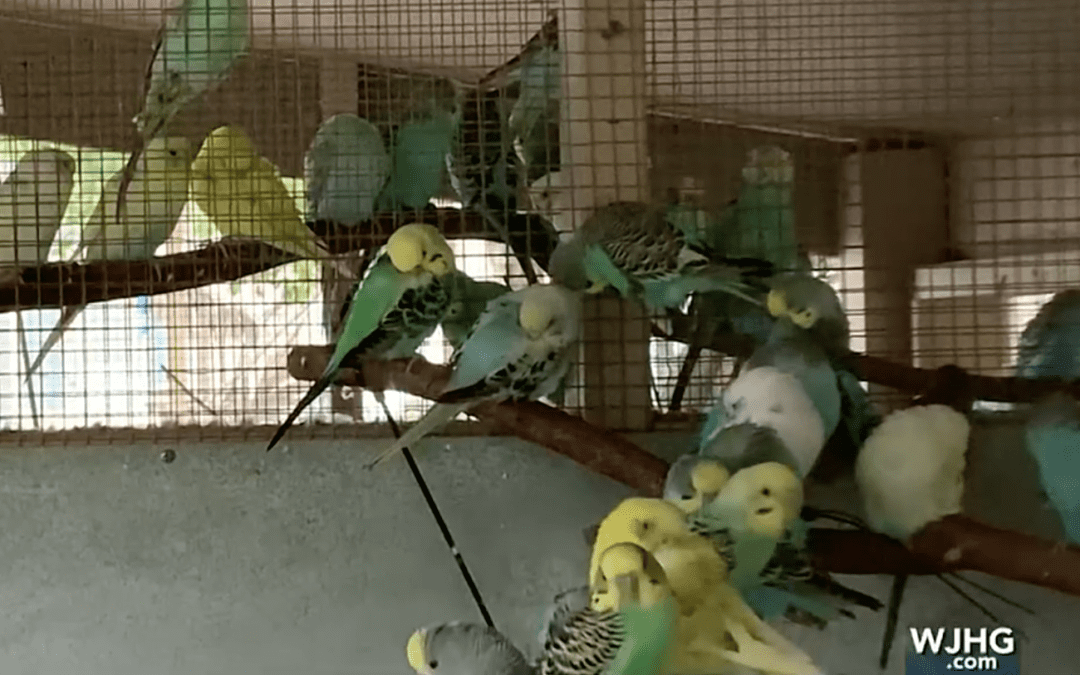 An Estimated 160 Birds were Found in Deceased Owner’s Home