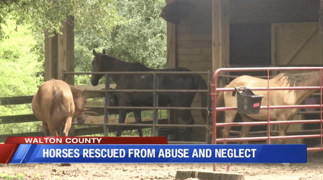 Alaqua Rescues Horses from Abuse and Neglect