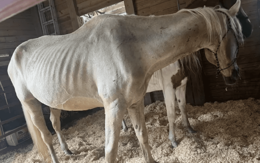 Nine Emaciated Horses Rescued from Holt Home