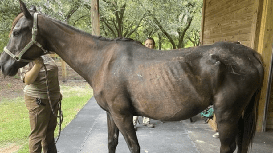 Nine Horses Removed from Cruelty Situation