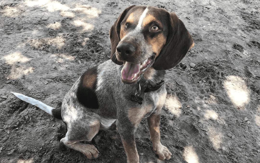 Dusty Ricketts: Animals Deserve Better from Humans | Opinion