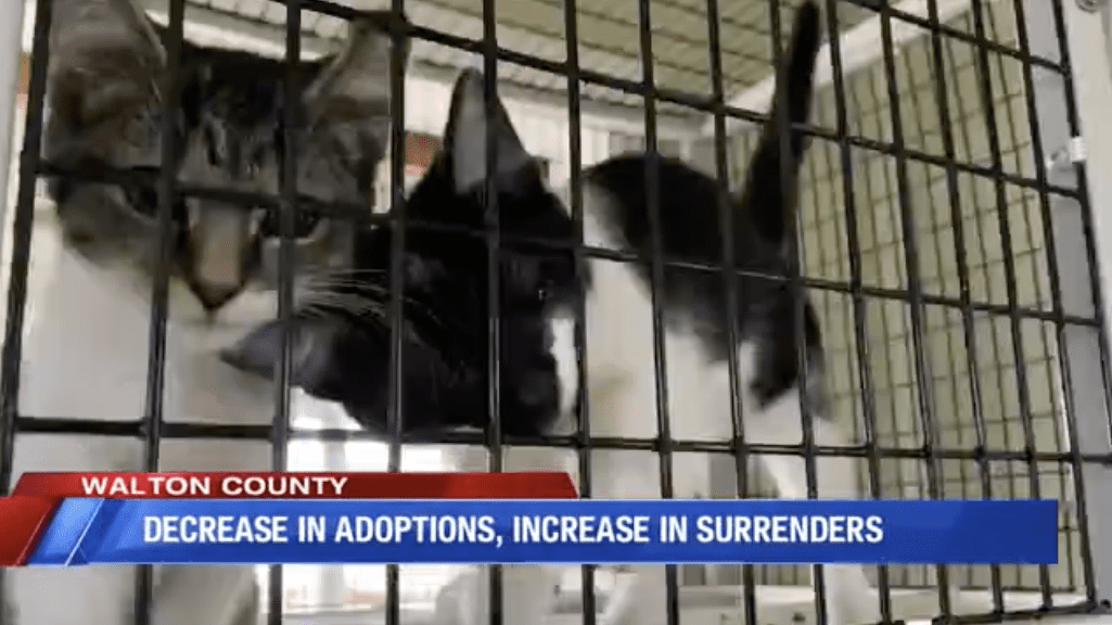 Shelters Report Increase in Surrenders, Decrease in Adoptions, Blame Economy