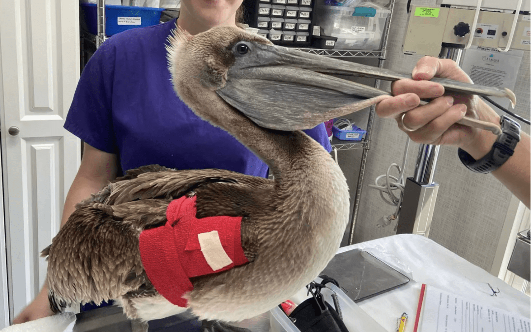 Alaqua Rescues a Pelican Trapped in a Tree with the Help of Firefighters