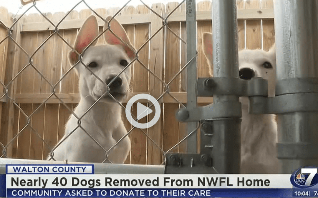 Animal Shelters Overflowing Amid Rise in Neglect Cases, Surrenders