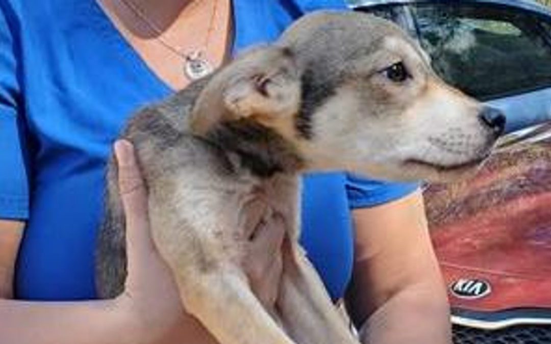 Nearly 40 Dogs in Poor Condition Rescued from Northwest Florida Home