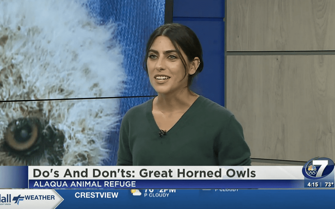 Alaqua Animal Refuge Experts Discuss Great Horned Owls