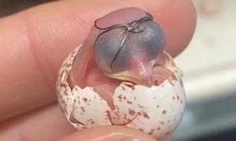 Alaqua Animal Refuge in Freeport Saves Three Baby Birds from Abandoned Nest