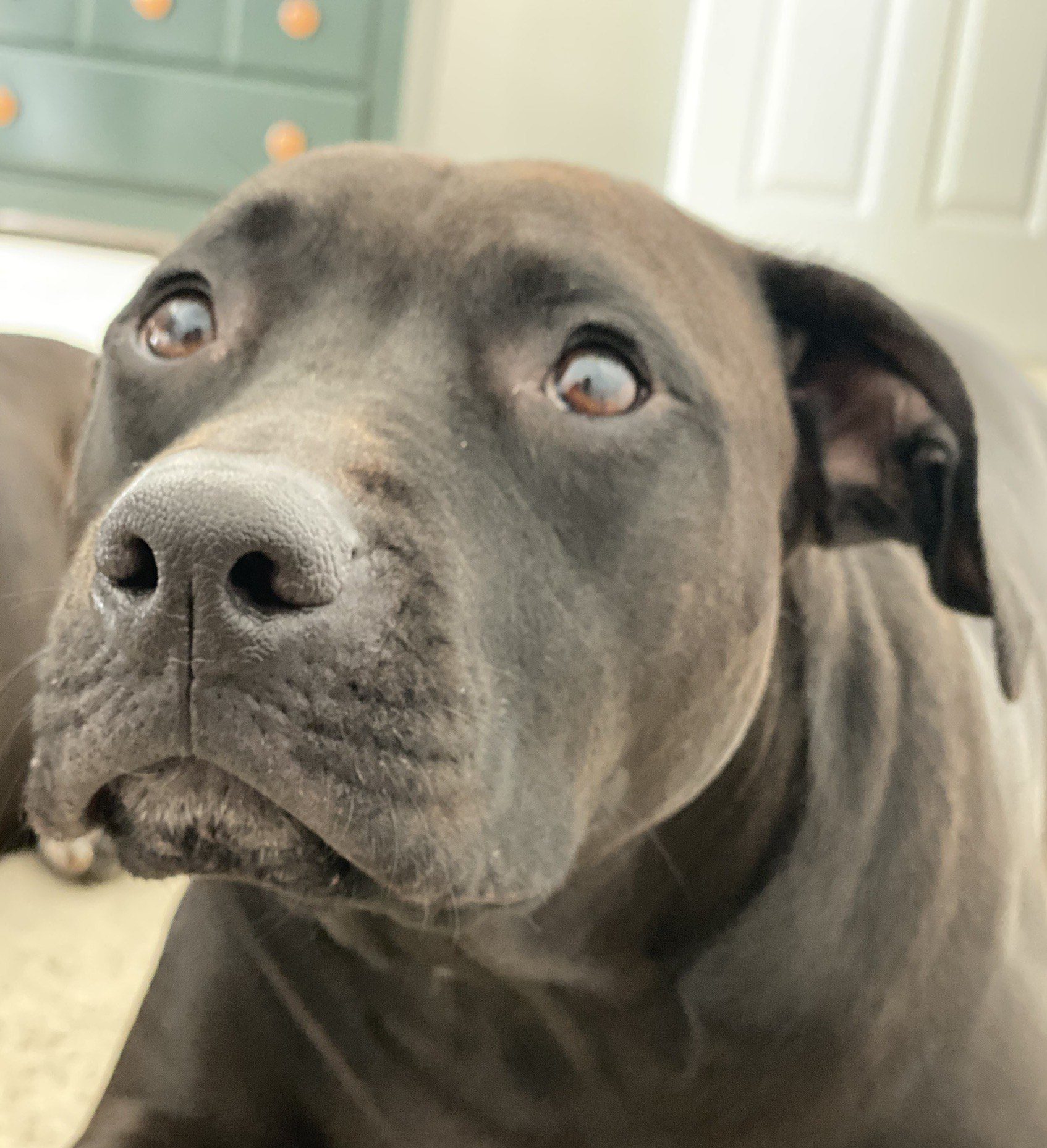 Bella
