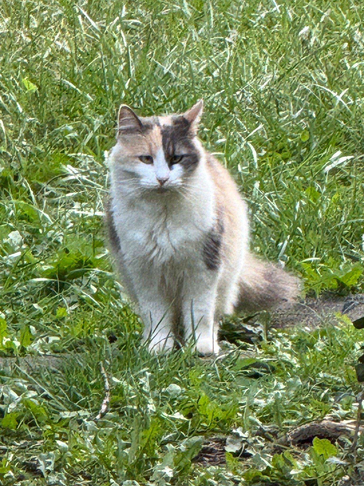 Cat-Photos