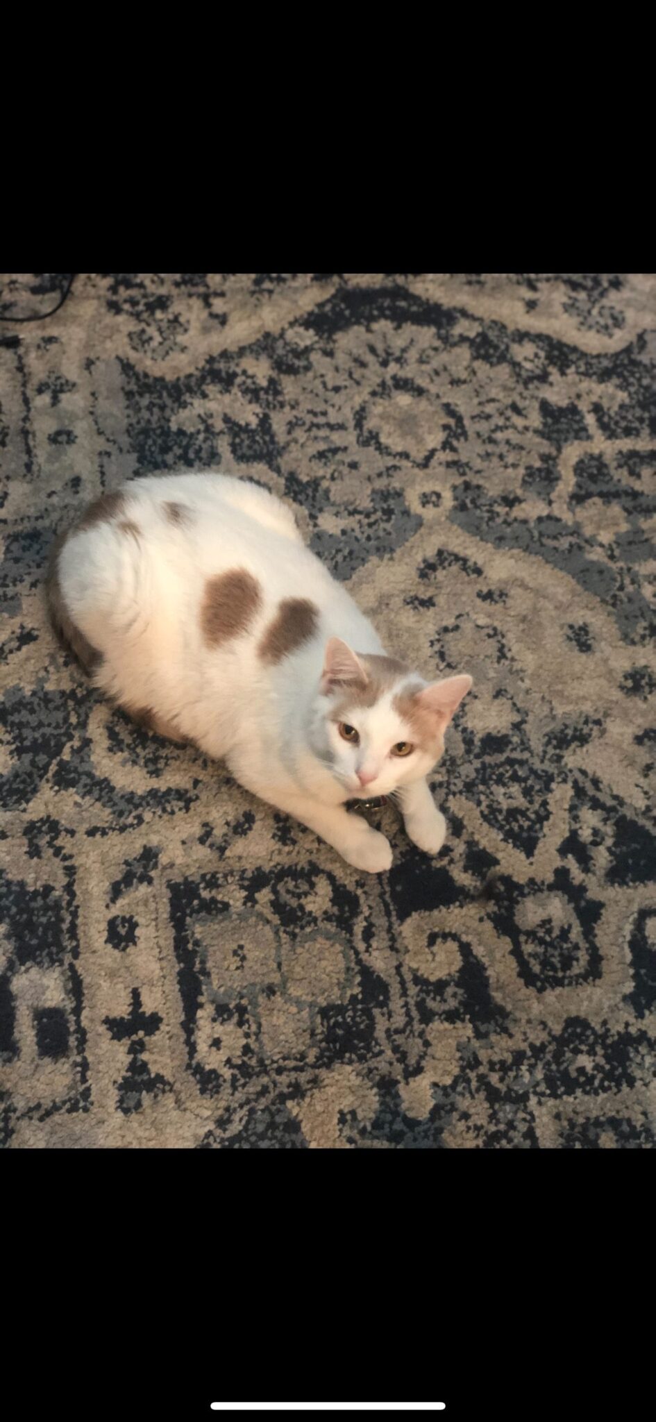 Cinnamon the cat Cinnamon the cat
