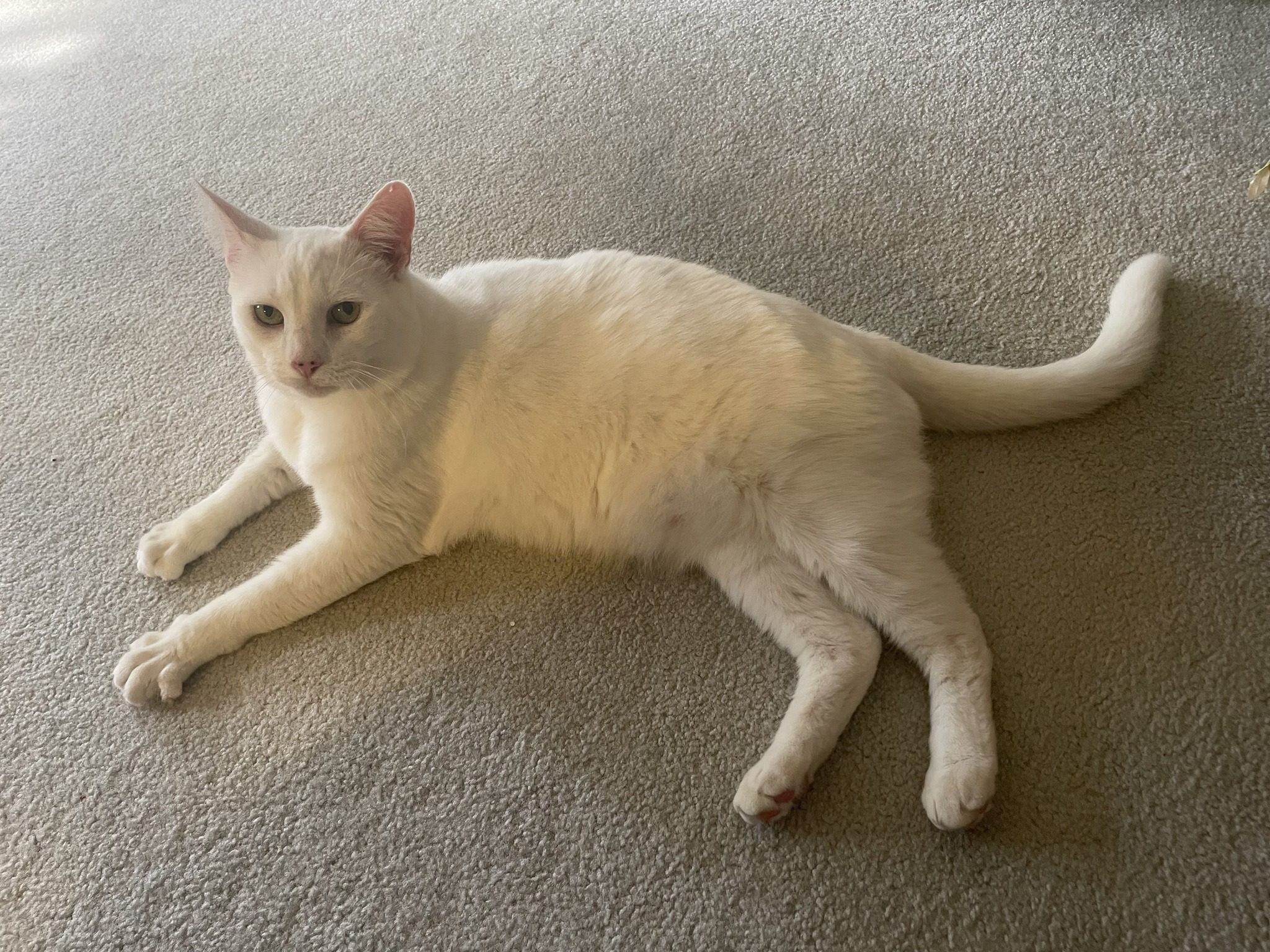 Daisy-3
