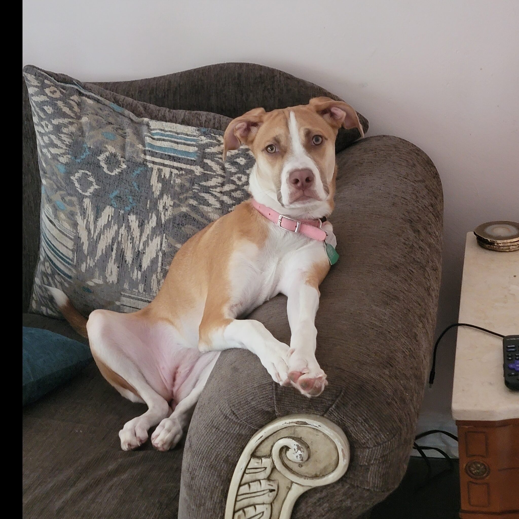 Gemma