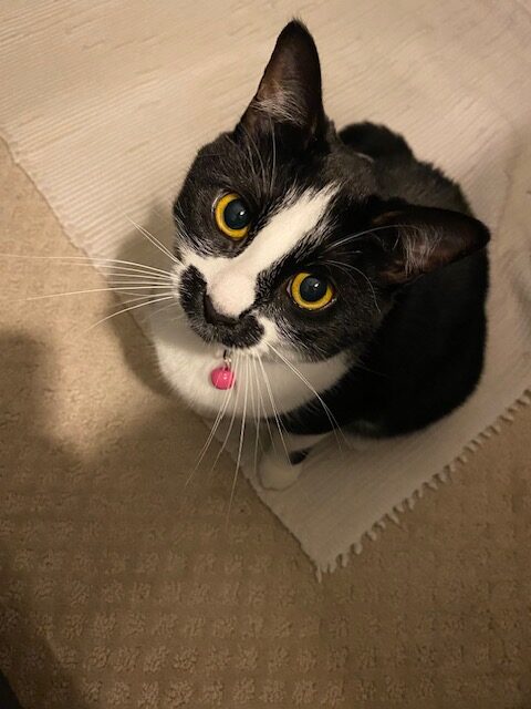 Evie