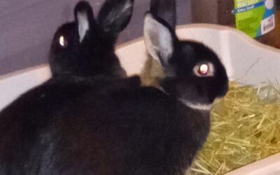Thumper and Elise