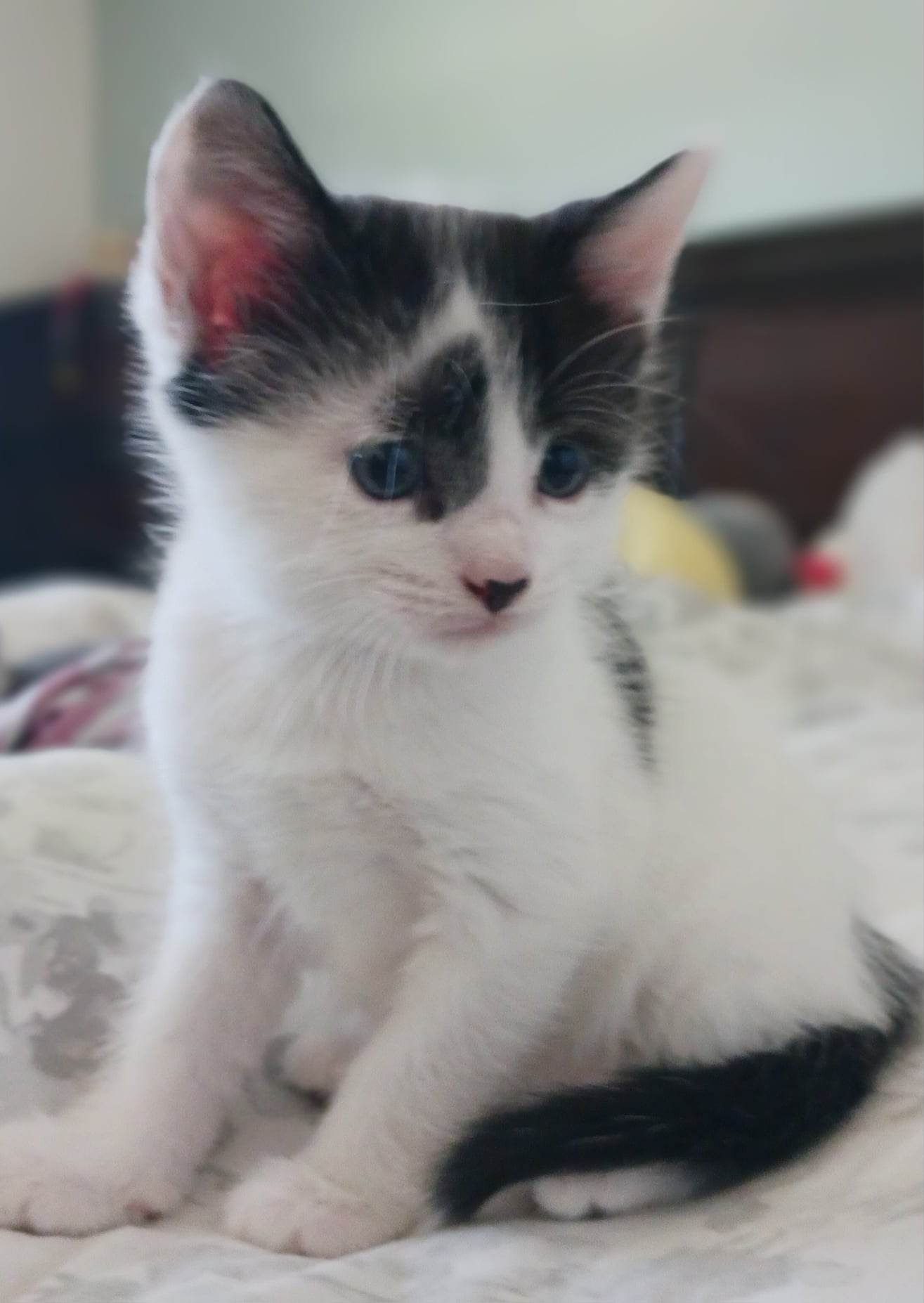 Kitten-2