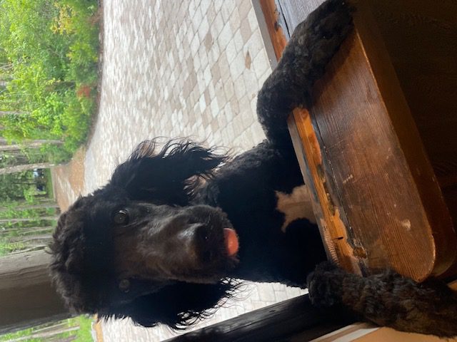 Scout