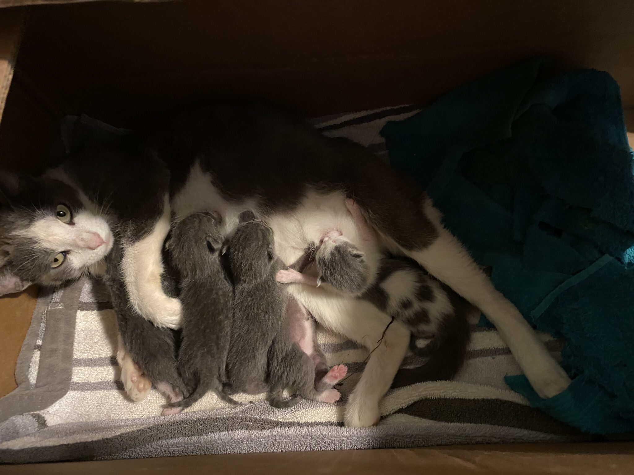 kitten2
